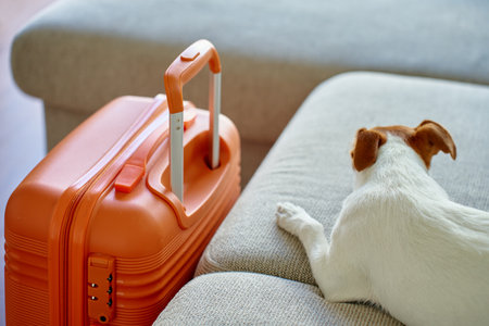 Small dog lying on couch near orange suitcase. Sad pet resting near packed luggage indoors. Jack Russell terrier dog waiting for home leaving. Concept of travel with petの写真素材