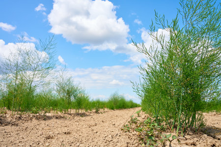 Green dill plants growing in rows on agricultural field under blue sky. Concept of organic farming, sustainable agriculture and food productionの写真素材