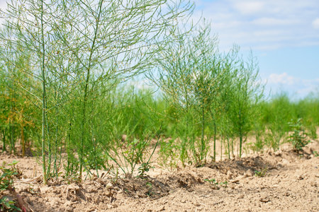 Green dill plants growing in rows on agricultural field under blue sky. Concept of organic farming, sustainable agriculture and food productionの写真素材