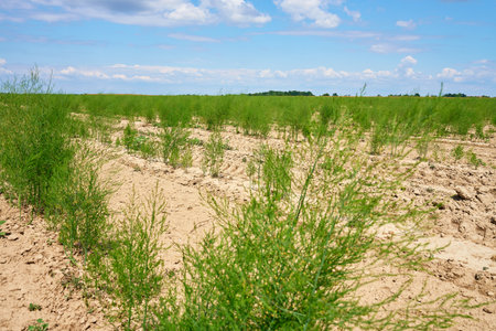 Green dill plants growing in rows on agricultural field under blue sky. Concept of organic farming, sustainable agriculture and food productionの写真素材