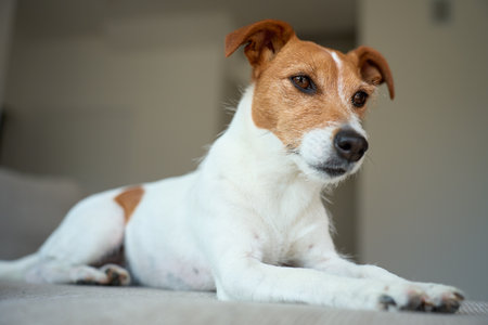 Portrait of Jack Russell Terrier dog lying on sofa. Funny pet relaxing at homeの写真素材