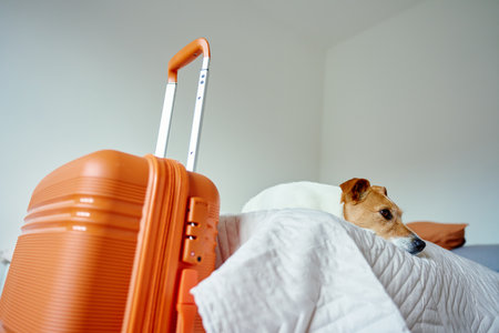 Small dog lying on bed near orange suitcase. Sad pet waiting for owner before departure. Jack Russell terrier preparing for travelの写真素材