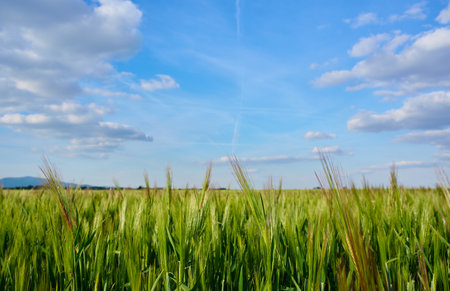 Green wheat spikes growing in field under blue sky with clouds. Concept of agriculture and farmingの写真素材