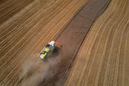 Aerial view of green combine harvester collecting crops in field. Farm machine harvesting wheat ears...