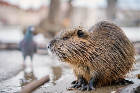 Coypu sitting on wet sand near Vltava river in Prague city. Close up of wild rodent with wet fur sitting on riverbank among branches and sandの写真素材