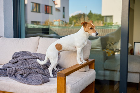 Jack Russell terrier stands on sofa at home terrace. Small dog resting in yard near residential house. Concept of pet care and domestic comfortの写真素材
