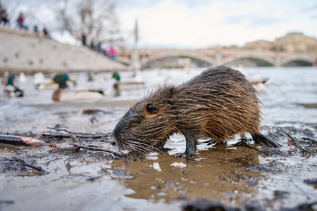 Coypu sitting on wet sand near Vltava river in Prague city. Close up of wild rodent with wet fur sitting on riverbank among branches and sandの写真素材
