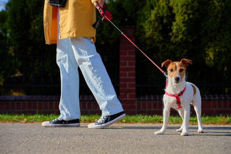 Small dog on red leash and owner in yellow coat during walk in sunny day. Woman walking her Jack Russell terrier dog on summer street. Concept of pet care, companionship and outdoor lifestyleの写真素材