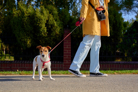 Small dog on red leash and owner in yellow coat during walk in sunny day. Woman walking her Jack Russell terrier dog on summer street. Concept of pet care, companionship and outdoor lifestyleの写真素材