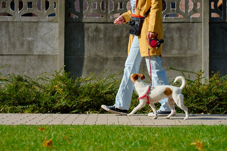 Person in yellow coat walking small dog on red leash along sidewalk in sunny day. Woman with her pet have fun at morning walking. Female pet sitter with Jack Russell terrier dog at city street