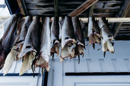 Dried fish in Lofoten islands, northern Norway in winter