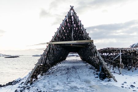 Winter in Lofoten, Northern Norway. Travel around the Lofoten islands with snow, cold and ice. Landscapes, animals, beaches, mountains and northern lightsの写真素材