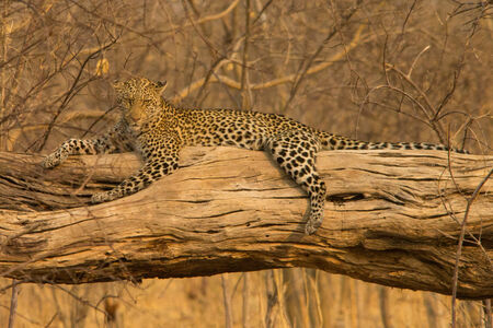 Leopard in treeの写真素材