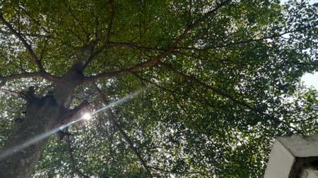 Sunlight shining through the branches of a tree in the forest.