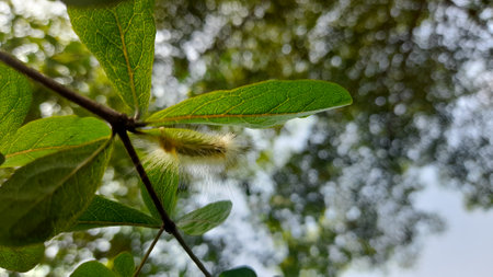 A closeup shot of a branch of a tree with green leaves