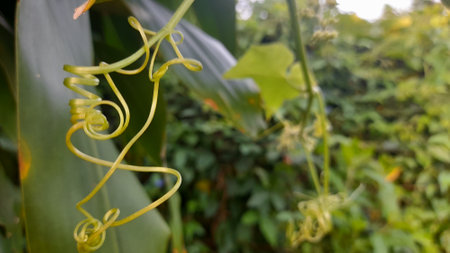 Coccinia grandis is a species of flowering plant.の写真素材