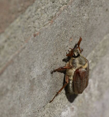 Maybug sitting on a brick wall.