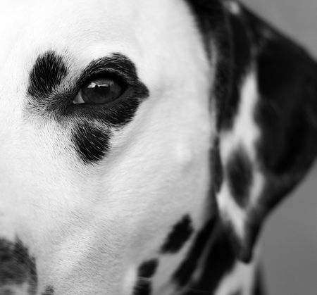 Close up of the eye of a dalmatian.の写真素材