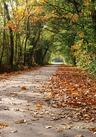 Little rural lane in autumn colors.の写真素材