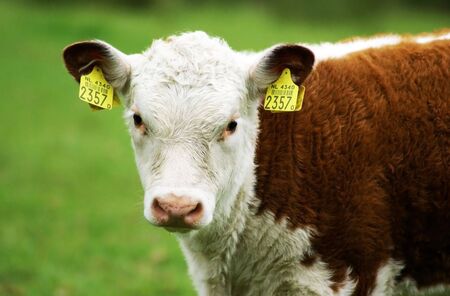 A hereford calf looking right at the camera.の写真素材