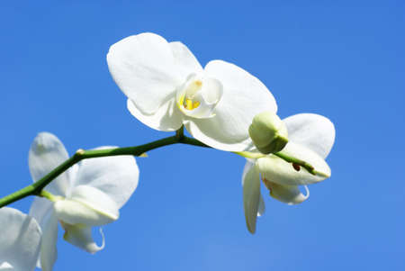 Close up of a blossoming white orchid against a blue sky.            の写真素材