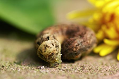 Large caterpillar with part of a dandelion.               の写真素材