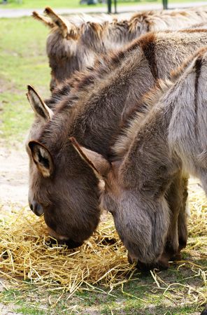 Four donkeys in a row; eating straw.の写真素材