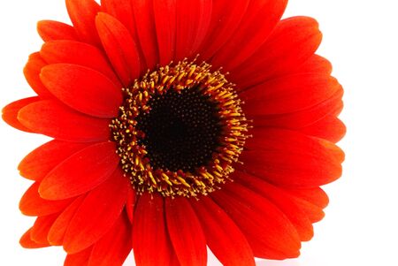 Close up of a red gerbera flower, isolated on white.の写真素材