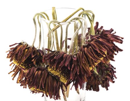 Bunch of flowers faded away, isolated on white. の写真素材