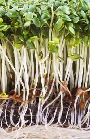 Extreme close up of some fresh cress.の写真素材