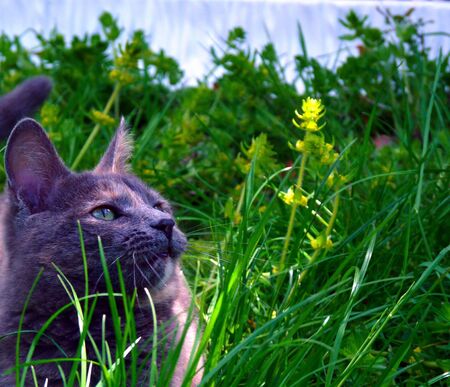 gattinaの写真素材