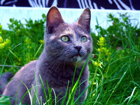 gattinaの写真素材