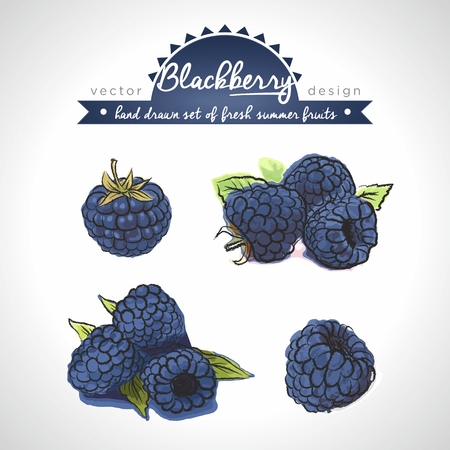 Blackberry. Vector Illustration Keywords: Isolatedのイラスト素材