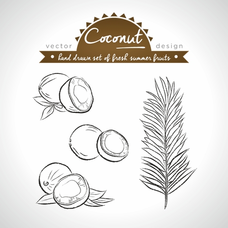 Coconut Collection of fresh fruits with leaf. Vector Illustration Keywords: Isolatedのイラスト素材