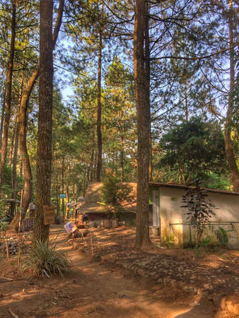 Pinus Trees on Summer Day in Bedengan Tourism Park, Malang, East Java, Indonesia, 2019のeditorial素材