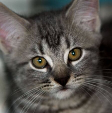 a kitten close up face only