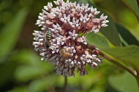 bees on flowersの写真素材