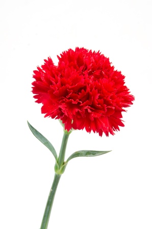 Red carnation flowerの写真素材