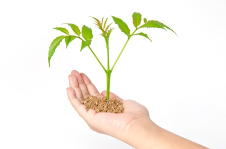 Growing green plant in a hand isolated on white backgroundの写真素材