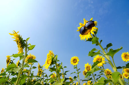 Sunflower wearing sunglasses with blue skyの写真素材