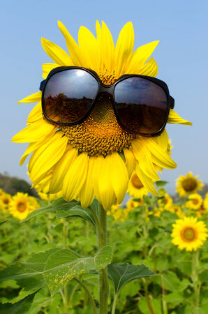 Close up Sunflower wearing sunglasses with blue skyの写真素材