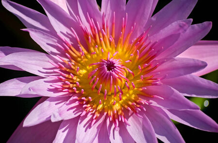Close up of  Pink Blossom Lotus Flower の写真素材