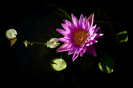Pink Blossom Lotus Flower の写真素材