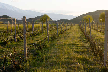 ripe grapes growing in vineyardの写真素材