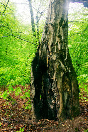 burning trees in green forestの写真素材