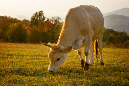 cow eating grass on mountainの写真素材