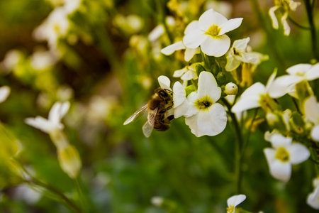 A bee collects honey from a flower
