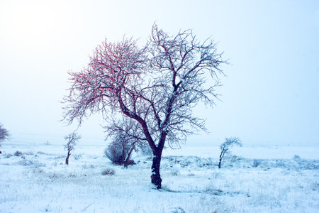 beautiful frosty tree in winterの写真素材