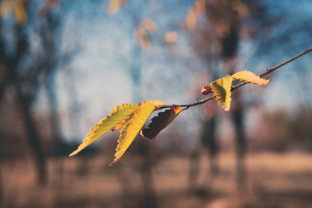Dry yellow maple leaves fly from the treesの写真素材