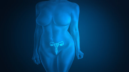 The physician draws up a treatment regimen for the woman's uterus.の写真素材